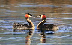 Great Crested Grebe